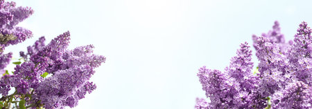 Beautiful blossoming lilac flowers on sunny spring day, space for text. banner designの写真素材