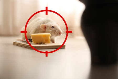 Gun target on rat near mousetrap with cheese indoors. Pest controlの写真素材