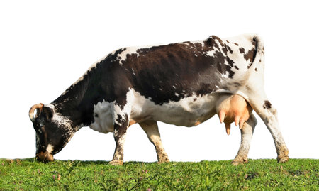 Beautiful cow grazing on white background. animal husbandryの写真素材