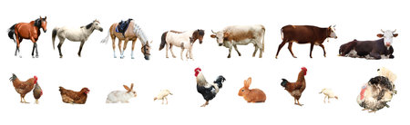 Collage of different farm animals on white background. banner design
