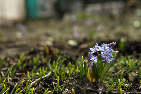 Beautiful lilac alpine squill flowers in gardenの写真素材