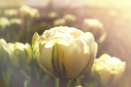Beautiful blooming tulip outdoors on sunny day, closeup