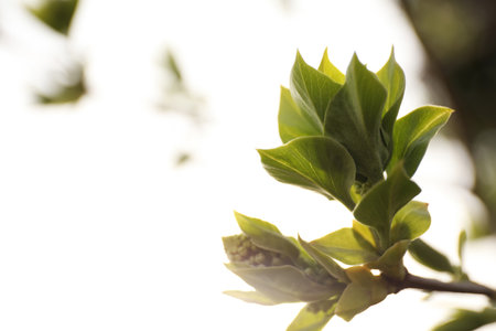 Close up view of shrub with young leaves outdoors on spring dayの写真素材