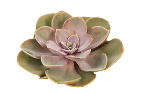 Beautiful succulent on white background. decorative plantの写真素材