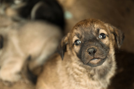 Homeless puppy, closeup view. Stray baby animal