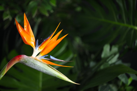 Bird of Paradise tropical flower on blurred background, closeup. Space for textの写真素材