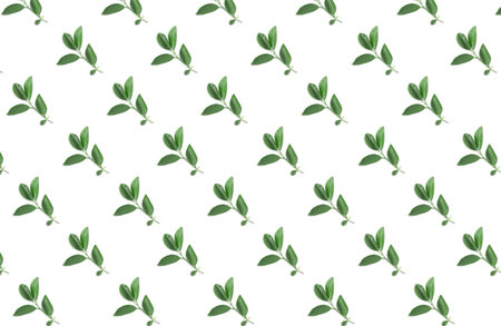 Pattern of lemon tree leaves on white backgroundの写真素材