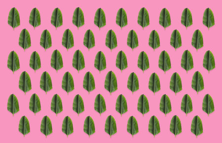 Pattern of green banana leaves on pink background