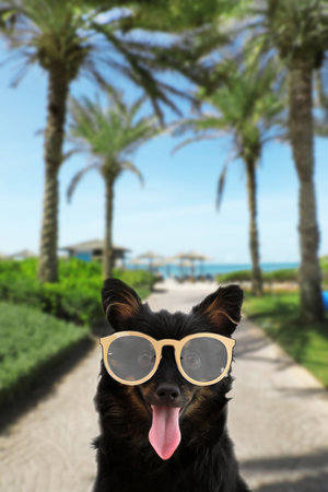 Cute long haired dog with sunglasses on palm alleyの写真素材