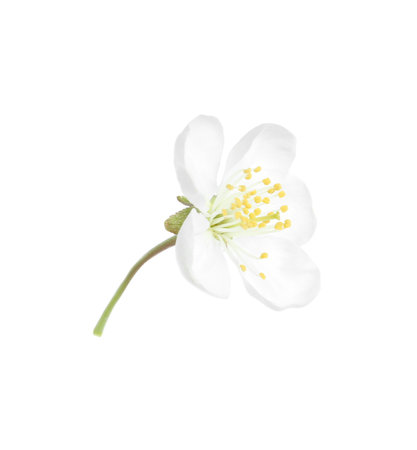 Beautiful tree blossom isolated on white. spring seasonの写真素材