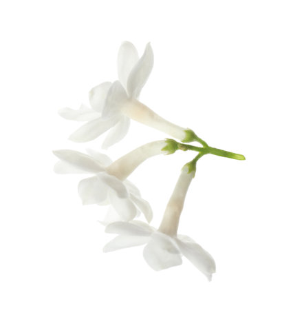 Beautiful fresh lilac blossom isolated on whiteの写真素材