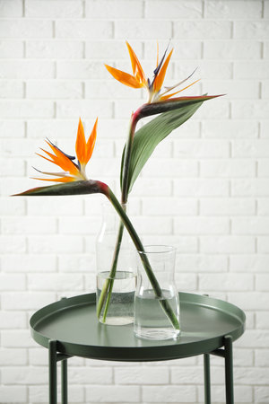 Bird of Paradise tropical flowers near white brick wallの写真素材