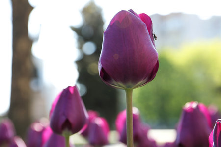 Beautiful blooming tulip outdoors on sunny dayの写真素材