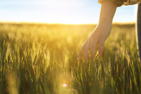 Woman in field with unripe spikes on sunny day, closeupの写真素材