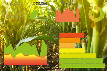 modern agriculture. Ripe corn cobs in field and chartsの写真素材