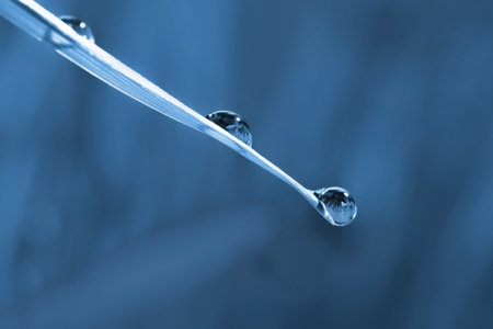 Water drops on grass blade against blurred background, closeup. Toned in blue