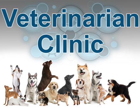 Collage with different dogs and text Veterinarian Clinic on light backgroundの写真素材
