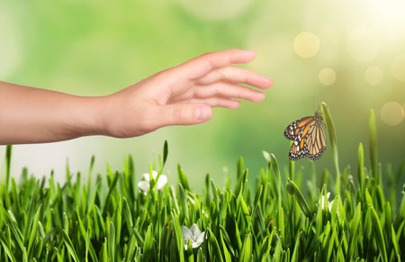 Woman reaching for monarch butterfly above green grass, closeupの写真素材