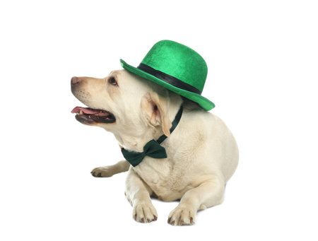 Labrador retriever with leprechaun hat and bow tie on white background. St. Patrick's dayの写真素材