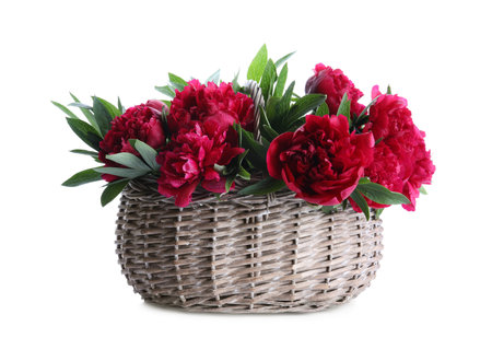 Bouquet of beautiful red peonies in wicker basket isolated on whiteの写真素材