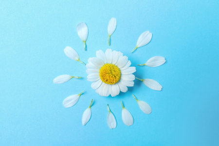Flat lay composition with fresh chamomile on light blue backgroundの写真素材