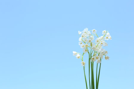Beautiful lily of the valley flowers on light blue background, closeup. Space for text