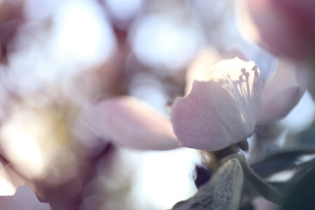 Closeup view of beautiful blossoming quince tree outdoors on spring dayの写真素材