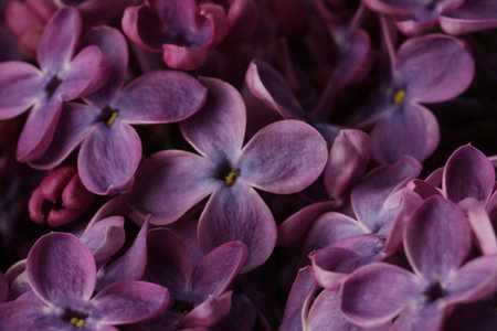 Close up view of beautiful blossoming lilac as background