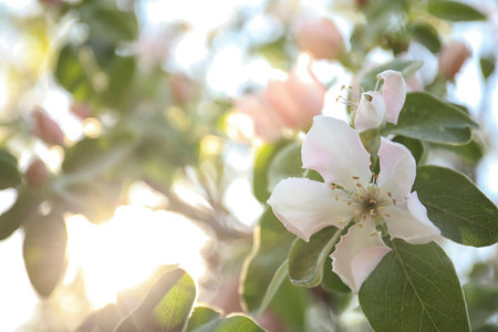 Closeup view of beautiful blossoming quince tree outdoors on spring dayの写真素材