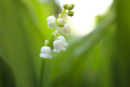 Beautiful lily of the valley in spring garden, closeupの写真素材