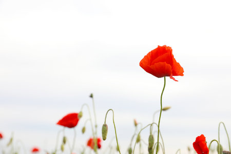 Beautiful red poppy flower growing in field, closeupの写真素材