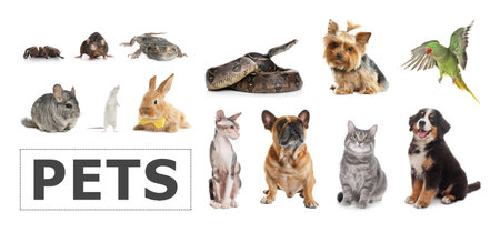Set of different pets on white background. banner design