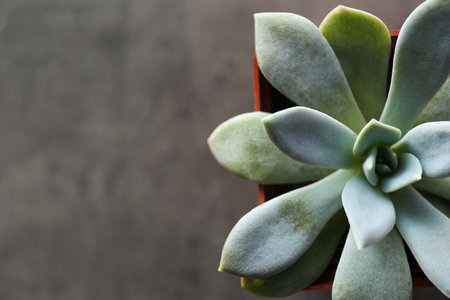 Beautiful echeveria on gray background, top view with space for text. Succulent plantの写真素材
