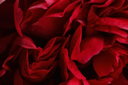 Beautiful red peonies as background, closeup view