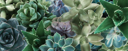 Different beautiful succulents as background, top view. banner design