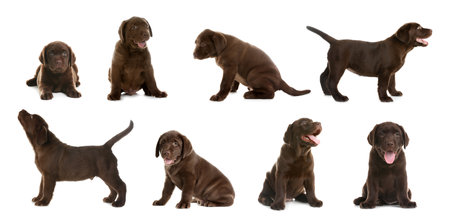 Set of Chocolate Labrador Retriever puppies on white backgroundの写真素材