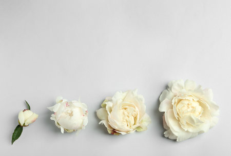 Beautiful white peonies on light grey background, flat lay. Space for textの写真素材