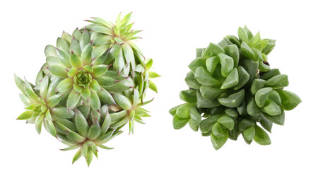 Different beautiful succulents on white background, top viewの写真素材