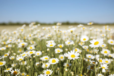 Closeup view of beautiful chamomile field on sunny dayの写真素材