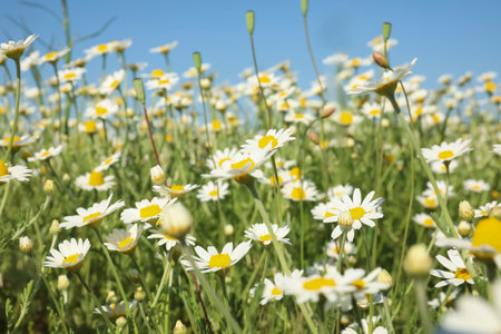 Closeup view of beautiful chamomile field on sunny day