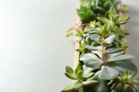Closeup view of many different echeverias in wooden tray on light grey background, space for text. Succulent plantsの写真素材