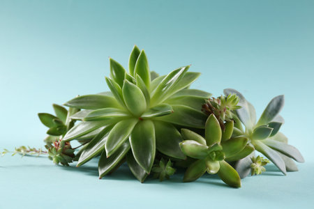 Beautiful echeverias on light blue background. Succulent plantsの写真素材