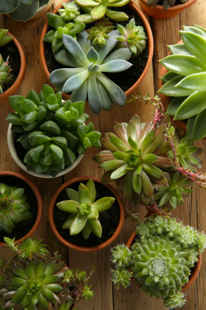 Many different echeverias on wooden table, flat lay. Beautiful succulent plantsの写真素材