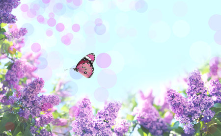 Beautiful blossoming lilac shrubs and amazing butterfly against blue skyの写真素材