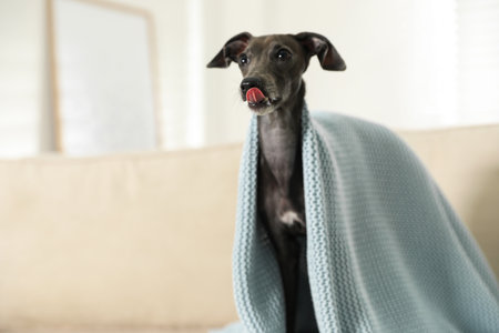 Italian Greyhound dog covered with plaid on sofa at homeの写真素材