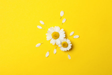 Flat lay composition with fresh chamomiles on yellow backgroundの写真素材