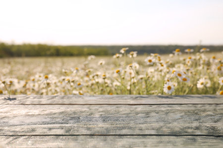 Empty wooden table in blooming chamomile fieldの写真素材