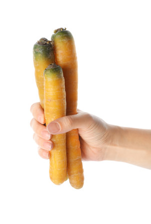 Woman holding raw yellow carrots on white background, closeupの写真素材