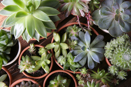 Many different echeverias on table, flat lay. Beautiful succulent plantsの写真素材