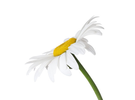 Beautiful fragrant chamomile flower isolated on whiteの写真素材